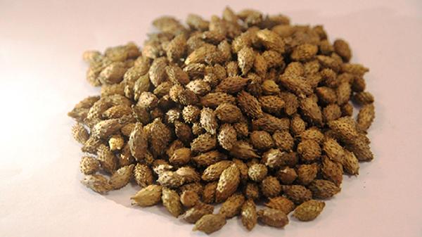 苍耳子治疗鼻炎的用法是什么