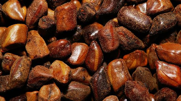 春季减肥必喝5种茶：绿茶、菊花茶、决明子茶、荷叶茶、普洱茶，轻松促进新陈代谢！