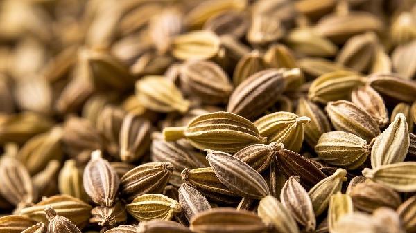 小茴香的功效与作用主要治什么病